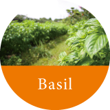 Basil